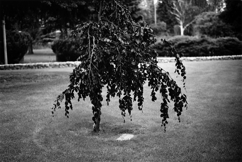 Weeping Purple Leaf Beech, Danish Peace Garden