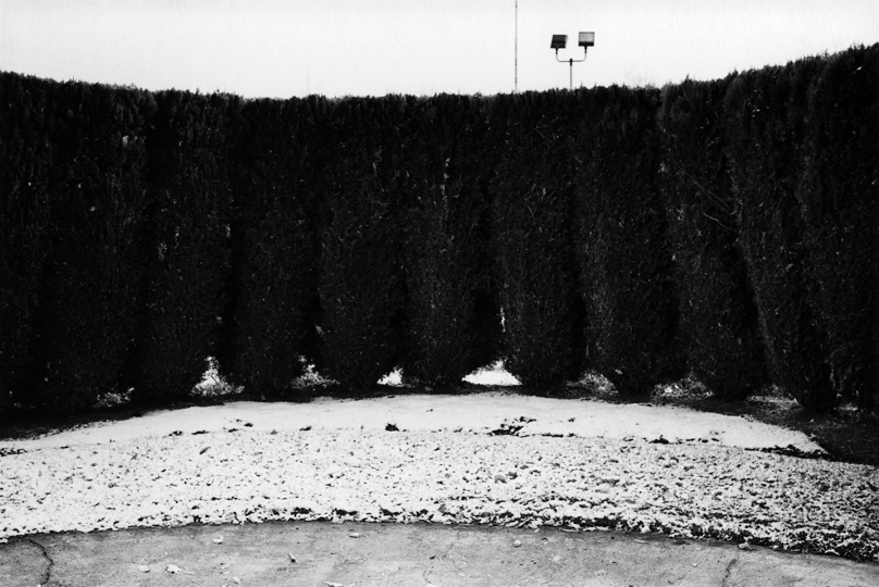 Arborvitae Hedgerow, Danish Peace Garden