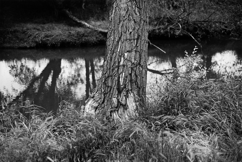 Cottonwood Along Jordan River