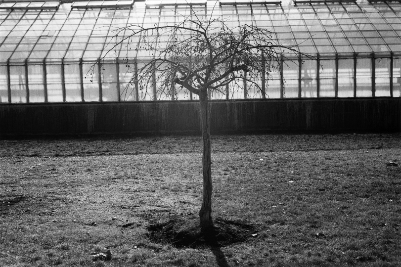 Weeping Crabapple, Greenhouse