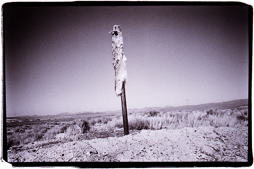Coyote, Highway 50-6, Utah