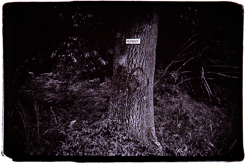 Tree, Mattole Road, California